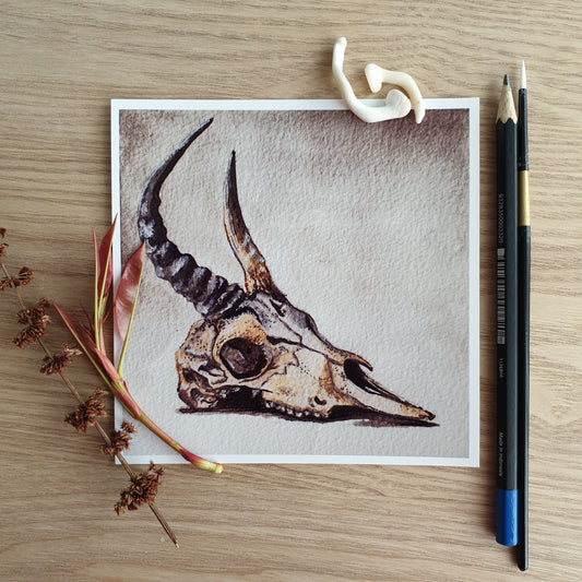 5x5 inch Glossy Print - Animal skull